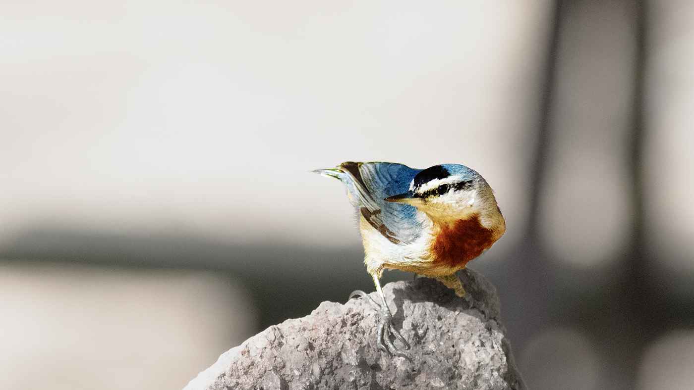 Krüper's Nuthatch